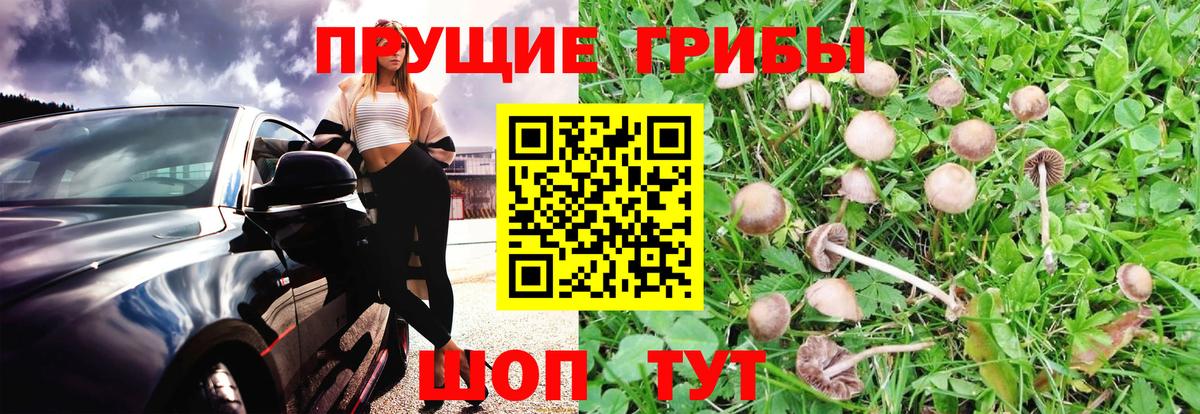 Ржев  Галлюциногенные грибы прущие грибы  Вход с VPN 