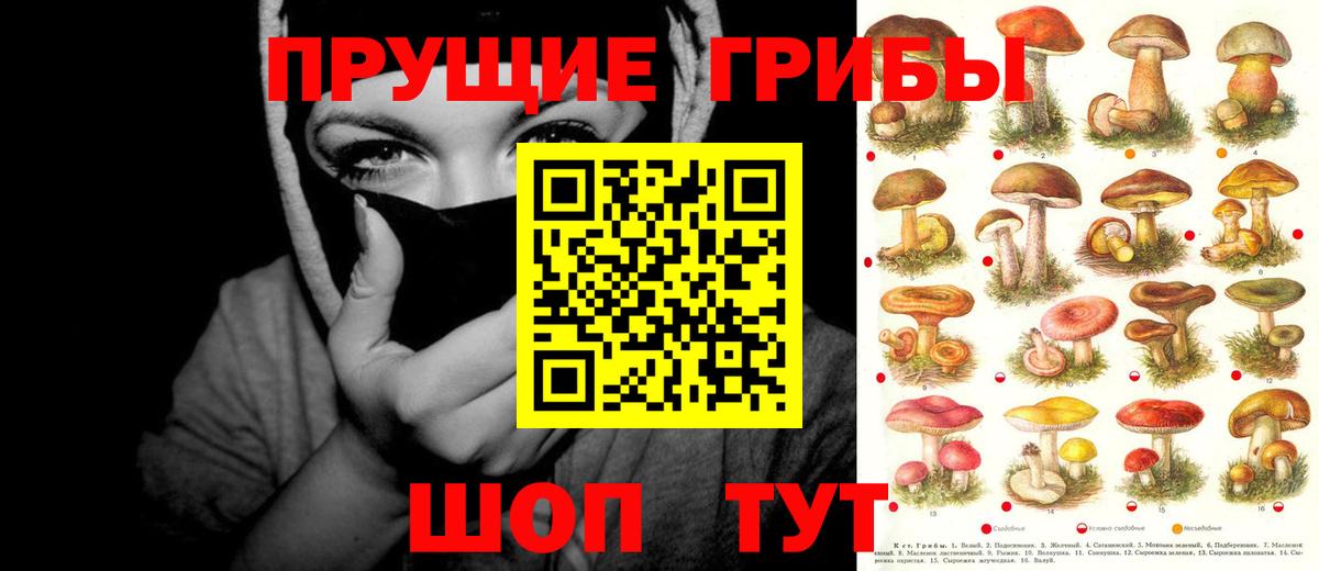 Галлюциногенные грибы Psilocybe Ржев